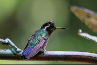 selvetura hummingbird 
 - Costa Rica