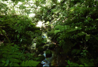 santa elena cloud stream 
 - Costa Rica