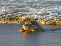 Olive Ridley Sea Turtle Coming Out Of The Ocean Ostional Beach
 - Costa Rica