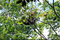 sloth sanctuary three toed eats cecropia 
 - Costa Rica