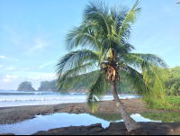 punta islita palms 
 - Costa Rica