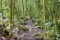 lava molten rock burried on the ground under trees on the trail of arenal volcano  eruption site lookout point
 - Costa Rica