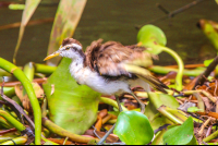 Young Heron Sierpe Boat Tour
 - Costa Rica