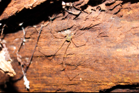 Spider Las Caletas Night Walk
 - Costa Rica