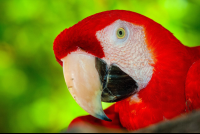 Scarlet Macaw Tortuga Island
 - Costa Rica