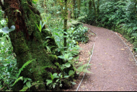 monetverde cloud forest reserve trail 
 - Costa Rica