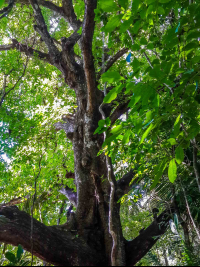 Tree Body Cabo Blanco Reserve
 - Costa Rica