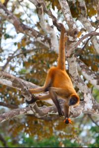 Spider Monkey Curu Refuge
 - Costa Rica