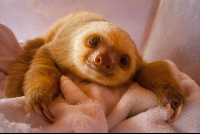 Baby Two Toed Sloth Rescue Center
 - Costa Rica