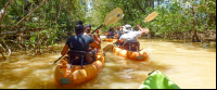 manglar isla mangrove kayak going in 
 - Costa Rica