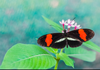 Black Red White Butterfly Las Palmas Butterfly Garden Near Puerto Jimenez
 - Costa Rica