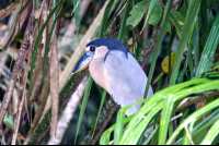 Cano Negro Boat Billed Heron
 - Costa Rica