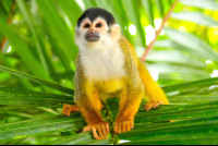 Endangered Squirrel Monkey Looking Up
 - Costa Rica