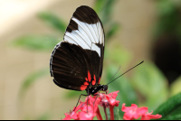 frog pond tuxedo butterfly 
 - Costa Rica