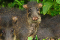 peccaries corcovado national park 
 - Costa Rica