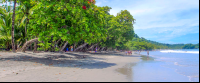 espadilla beach trees 
 - Costa Rica