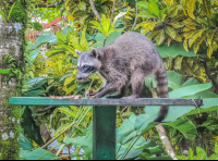 Racoon Eating A Banana
 - Costa Rica