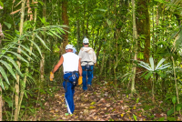 Hiking To The Next Cable Osa Palmas Canopy Tour
 - Costa Rica