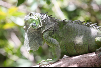 green iguana closeup 
 - Costa Rica