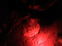 bag of turtle eggs camaronal 
 - Costa Rica