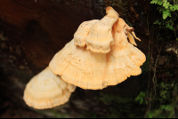 san gerardo mushrooms 
 - Costa Rica