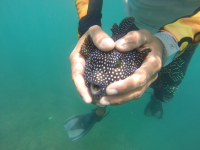 holding guineafowl puffer 
 - Costa Rica