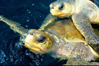 olive ridley turtles mating ocean coco beach 
 - Costa Rica