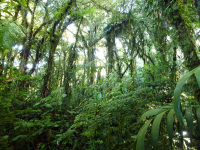 santa elena green forest 
 - Costa Rica