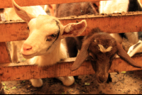 monteverde coffee farm goats 
 - Costa Rica