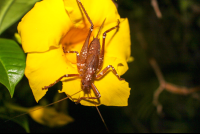 Grasshoper On Flower Las Caletas Night Hike
 - Costa Rica