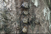 penas blancas long nose bats 
 - Costa Rica