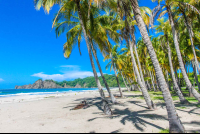 Palm Tree Line Trunks On Playa Carrillo Northern End
 - Costa Rica