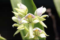 monteverde orchid garden white orchid 
 - Costa Rica