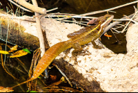 Basilisk Curu
 - Costa Rica