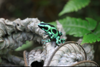 mawamba black green dart frog 
 - Costa Rica