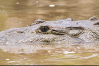 Crocodile Green Eyes
 - Costa Rica