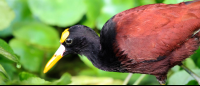 tortuguero national park attraction northern jacana 
 - Costa Rica