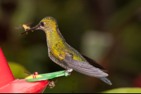 Hummingbird Catching A Fly Waterfall Gardens
 - Costa Rica