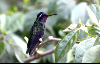 curi cancha purple throated mountain gem 
 - Costa Rica