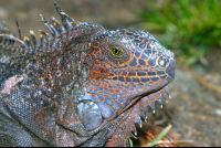 Adult Green Iguana Face Closeup Papagayo
 - Costa Rica