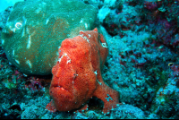 Cocos Frogfish
 - Costa Rica