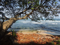 Gandoca Manzanillo Wildlife Refuge Falling Leaves
 - Costa Rica