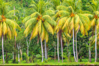 Coconut Tree Row Sierpe Mangler
 - Costa Rica