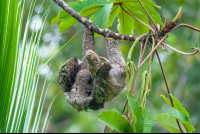 Sloth With Baby Sloth Puerto Viejo Limon
 - Costa Rica