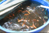 tilapia aquaponics tierrayfuego 
 - Costa Rica