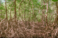 mangrove curu refuge 
 - Costa Rica