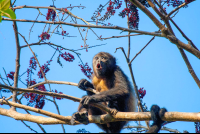 Howling Howler Monkey Howling
 - Costa Rica