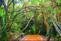 trails poas volcano 
 - Costa Rica