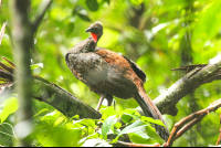 Crested Guan In The Wilderness San Pedrillo Ranger Station
 - Costa Rica