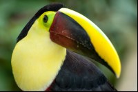 Toucan Waterfallgardens
 - Costa Rica